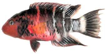 Cheilinus fasciatus