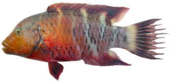 Cheilinus fasciatus