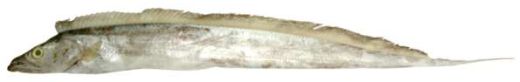 Trichiurus lepturus