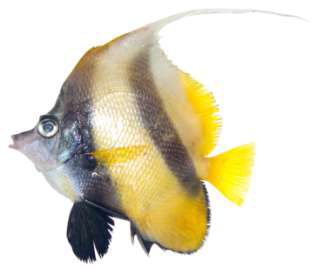 Heniochus intermedius