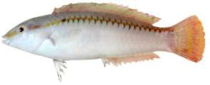 Halichoeres scapularis