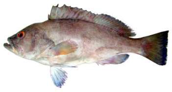 Epinephelus undulosus