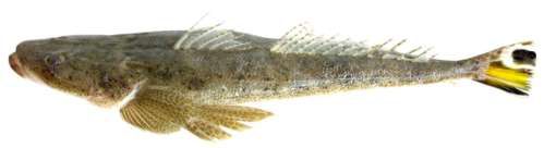 Platycephalus indicus