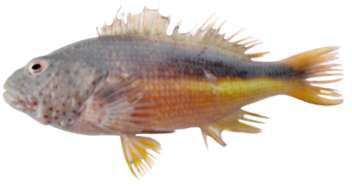 Paracirrhites forsteri