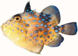 Pseudobalistes fuscus