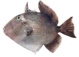 Pseudobalistes fuscus