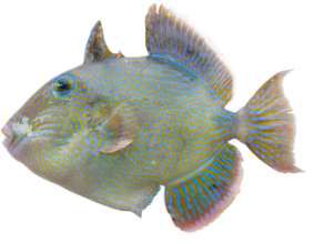 Pseudobalistes fuscus