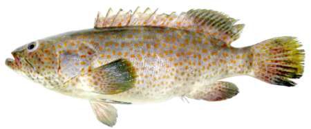 Anyperodon leucogrammicus