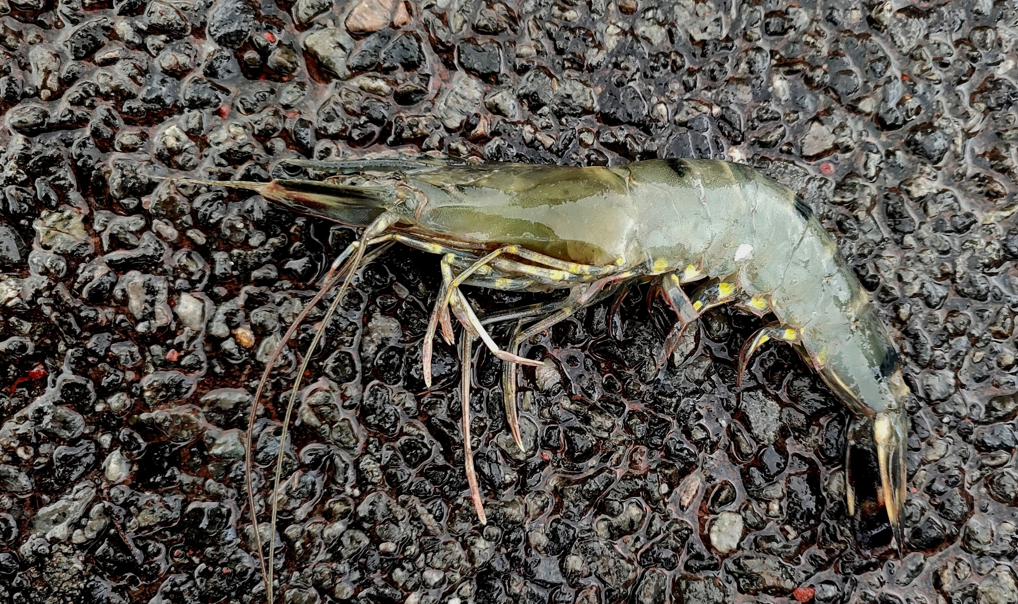 Penaeus monodon