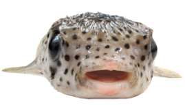 Diodon hystrix