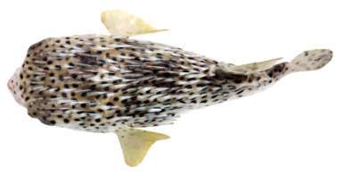 Diodon hystrix