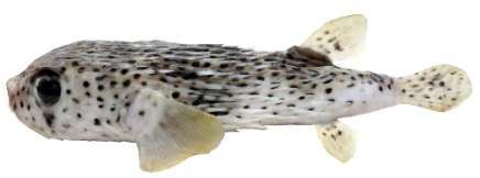 Diodon hystrix