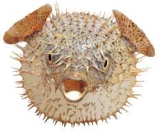 Diodon hystrix