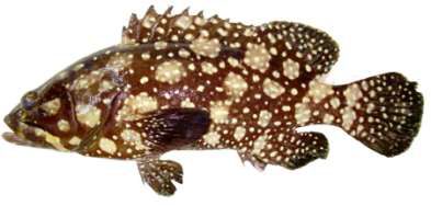 Epinephelus summana