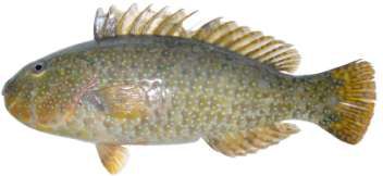 Leptoscarus vaigiensis