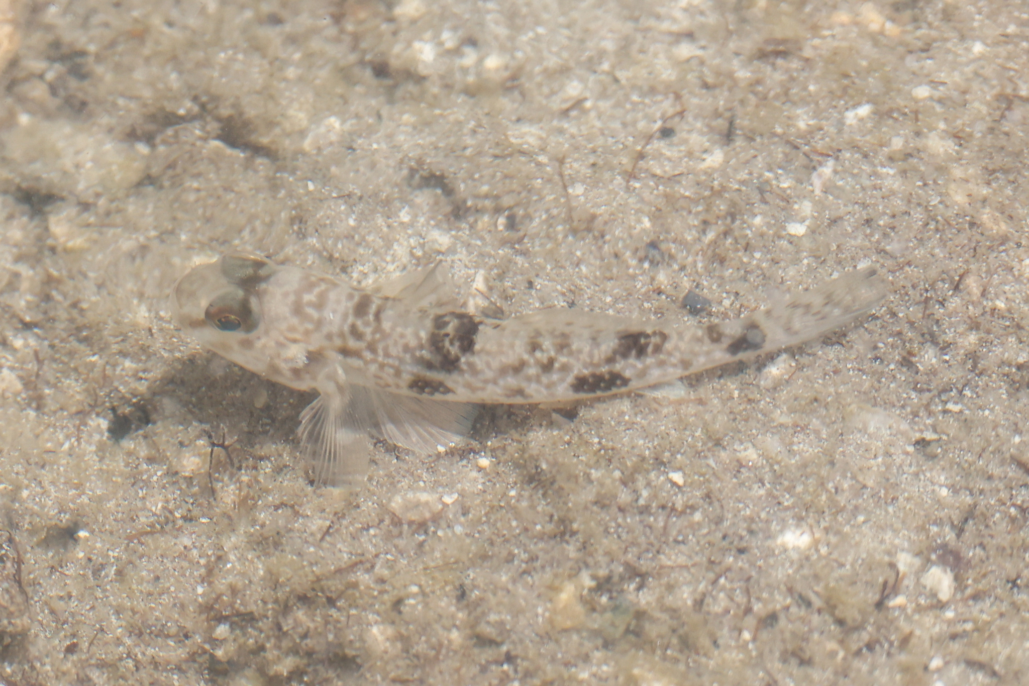Yongeichthys nebulosus