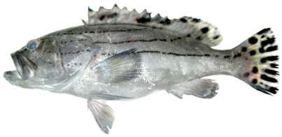 Epinephelus latifasciatus