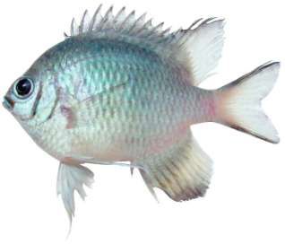 Amblyglyphidodon leucogaster