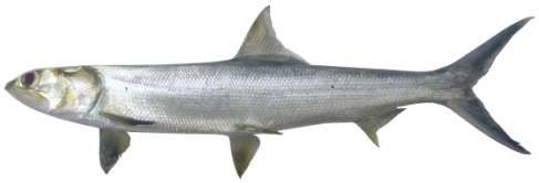 Elops machnata