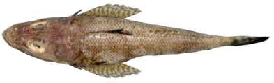 Sorsogona prionota