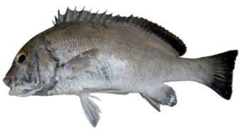 Plectorhinchus sordidus