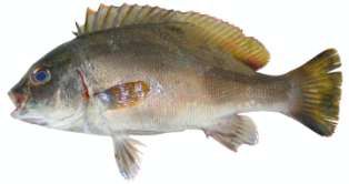 Plectorhinchus sordidus