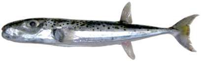 Lagocephalus sceleratus