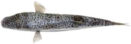 Lagocephalus sceleratus