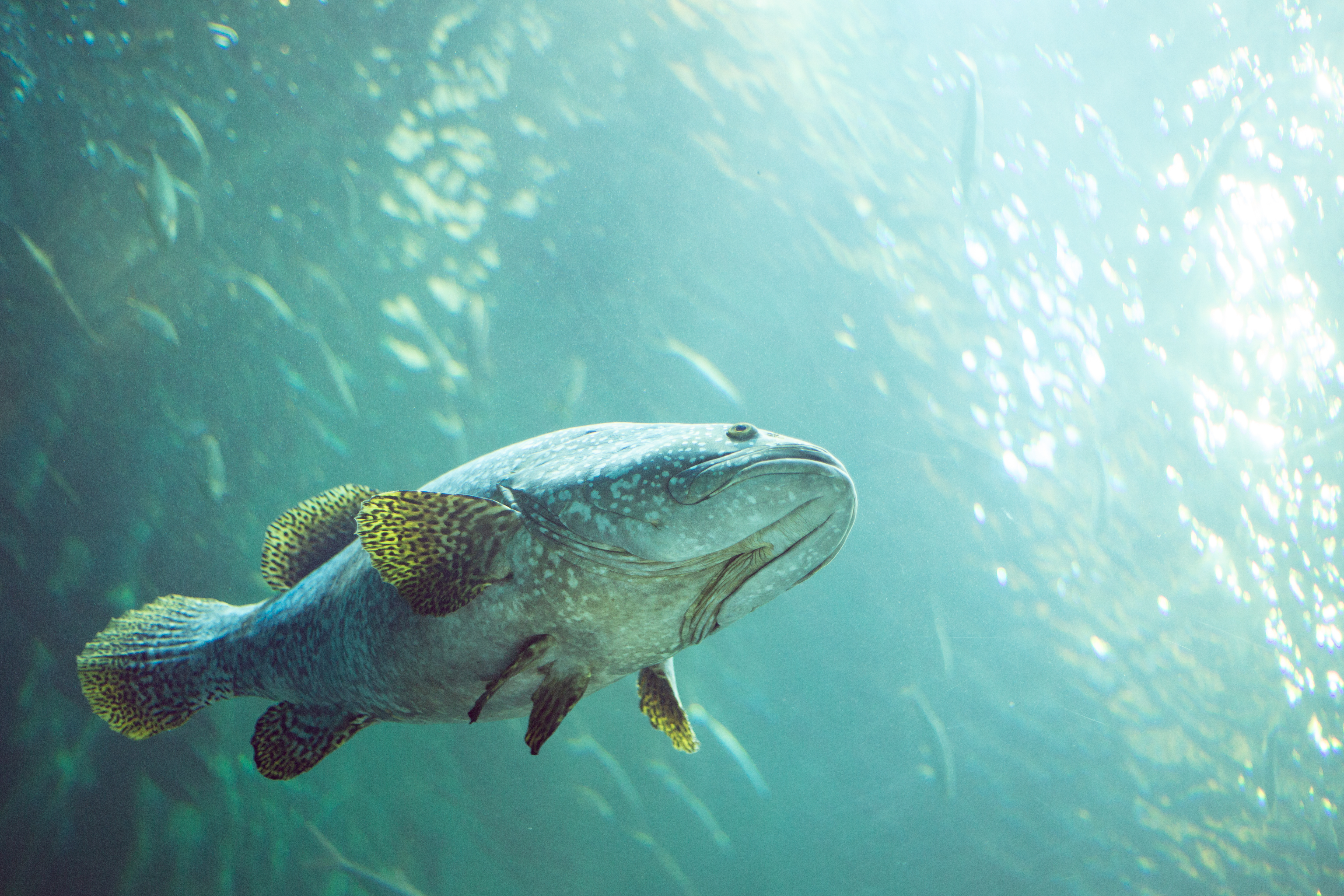 Epinephelus lanceolatus