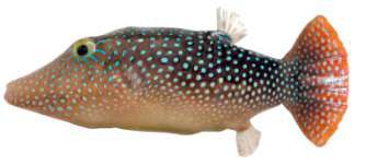 Canthigaster margariata