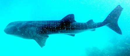 Rhincodon typus