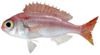 Parascolopsis eriomma