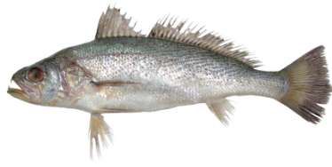 Otolithes rubber