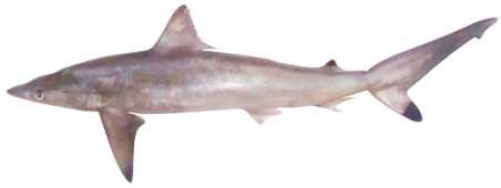 Carcharhinus sorrah