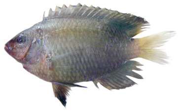 Plectroglyphidodon lacrymatus