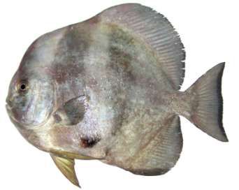 Platax teira