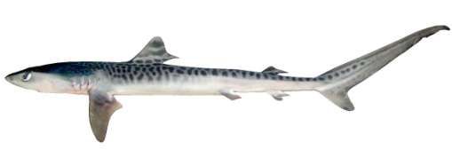 Galeocerdo cuvier