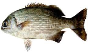Kyphosus vaigiensis