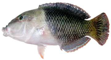 Hemigymnus melapterus