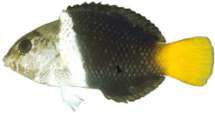 Hemigymnus melapterus