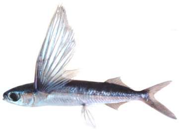 Cypselurus oligolepis