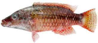 Oxycheilinus mentalis