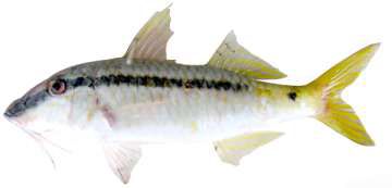 Parupeneus forsskali