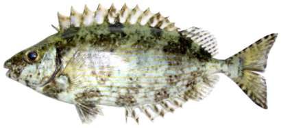 Siganus rivulatus