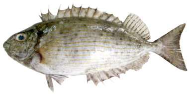 Siganus rivulatus