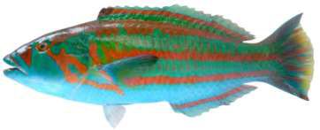 Thalassoma purpureum