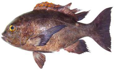 Macolor niger