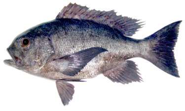 Macolor niger