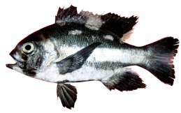 Macolor niger