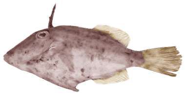 Thamnaconus modestoides